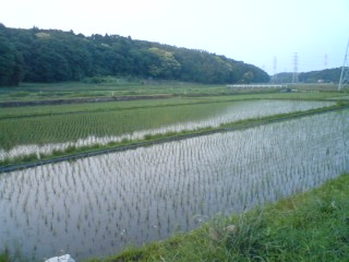 田んぼでロック